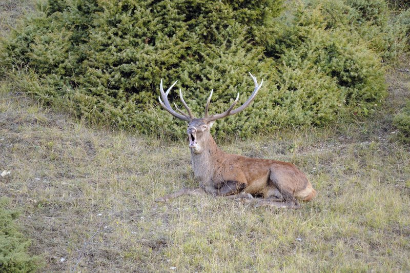 Un''arena molto contesa